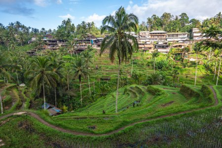 Téléchargez les photos : Tegallalang Rice Terrace, une série de rizières disposées en ubud, bali, indonesia - en image libre de droit