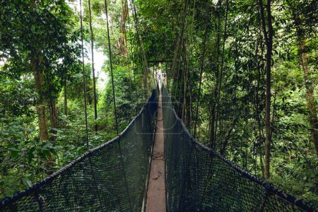 Photo for Canopy walkway at National Kinabalu Park, Taman Negara Kinabalu, in Sabah, Malaysia - Royalty Free Image