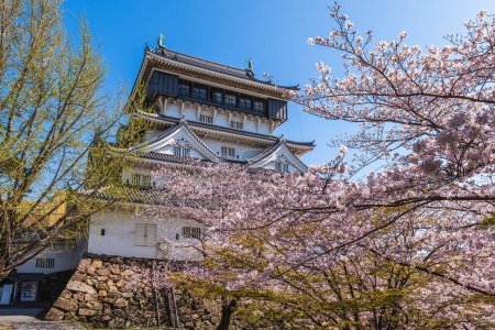 Téléchargez les photos : Donjon principal du château de Kokura avec fleur de cerisier à Kitakyushu, Fukuoka, Japon - en image libre de droit
