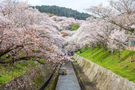 Photo for The Lake Biwa Canal with cherry blossom in Otsu city in Shiga, Japan - Royalty Free Image