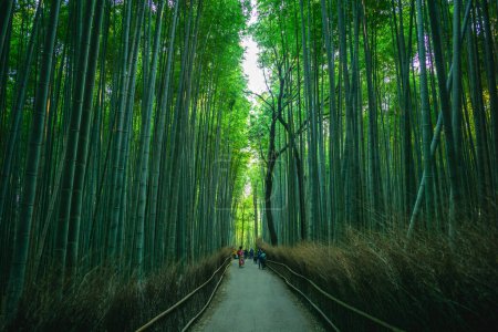 Foto de Arashiyama Ranura de bambú o bosque de bambú de Sagano, ubicado en Arashiyama, kyoto, Japón - Imagen libre de derechos