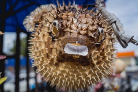 Téléchargez les photos : Porcupinefish ou poisson-globe dans une boutique de souvenirs - en image libre de droit