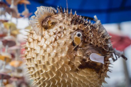 Téléchargez les photos : Porcupinefish ou poisson-globe dans une boutique de souvenirs - en image libre de droit