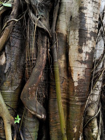 Photo for Roots of banyan tree in Thailands forests. - Royalty Free Image