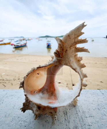 Foto de Conchas marinas en la playa lado del océano. - Imagen libre de derechos