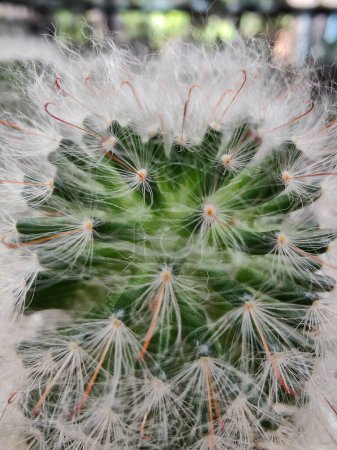 Photo for Blooming green cactus texture background in a pot - Royalty Free Image