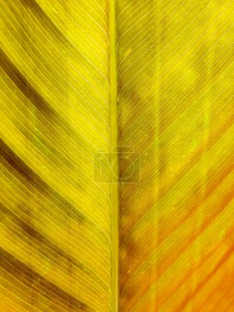 Foto de La textura de las hojas secas de color marrón otoño en el suelo. - Imagen libre de derechos