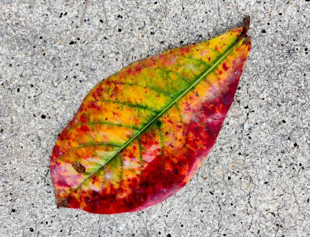 Foto de The texture of dry autumn brown leaves on the ground. - Imagen libre de derechos
