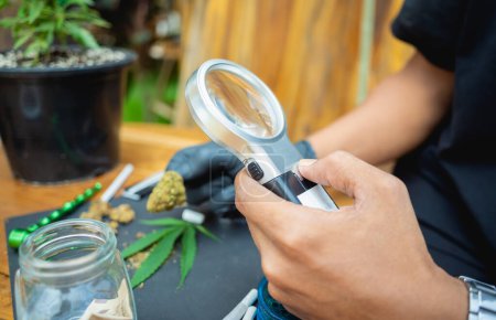 Téléchargez les photos : Un jeune homme examine sous une loupe les articulations et les bourgeons de la marijuana médicale. - en image libre de droit