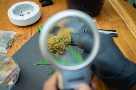 Foto de Un joven examina bajo una lupa las articulaciones y los brotes de la marihuana medicinal. - Imagen libre de derechos