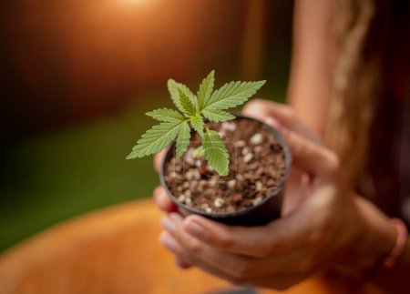 Foto de Hippie estilo mujer cultivo medicinal marihuana arbusto. - Imagen libre de derechos