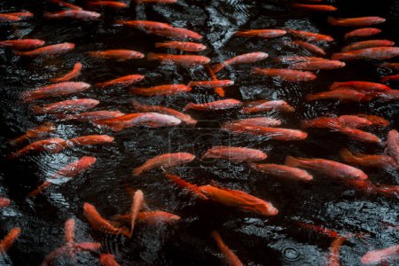 Téléchargez les photos : Un parc avec un lac et de petits poissons rouges - en image libre de droit