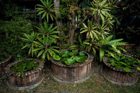 Foto de Diseño paisajístico de lujo del jardín tropical. - Imagen libre de derechos