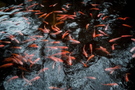 Foto de Un parque con un lago y pequeños peces rojos - Imagen libre de derechos
