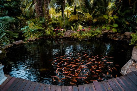 Téléchargez les photos : Un parc avec un lac et de petits poissons rouges - en image libre de droit