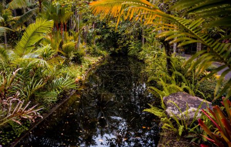 Téléchargez les photos : Aménagement paysager de luxe du jardin tropical. - en image libre de droit