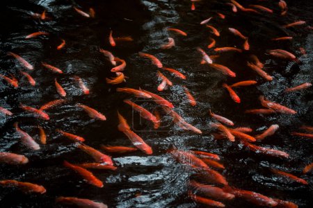 Téléchargez les photos : A park with a lake and small red fishes - en image libre de droit