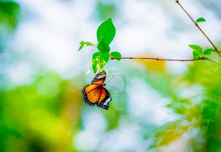 Foto de Imagen de una mariposa sobre la flor con fondo borroso - Imagen libre de derechos