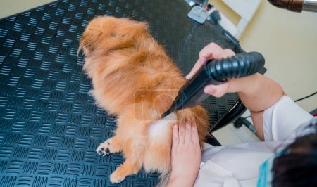 Téléchargez les photos : Groomer souffler sécher un chien poméranien après le lavage dans le salon de toilettage. - en image libre de droit