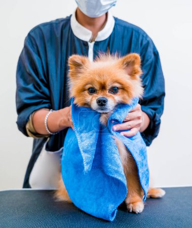 Foto de El peluquero limpia a un perro pomerano después de lavarse en el salón de aseo. - Imagen libre de derechos