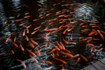 Foto de Un parque con un lago y pequeños peces rojos - Imagen libre de derechos