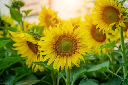 Photo for Beautiful sunflower at the summer field with light sky - Royalty Free Image