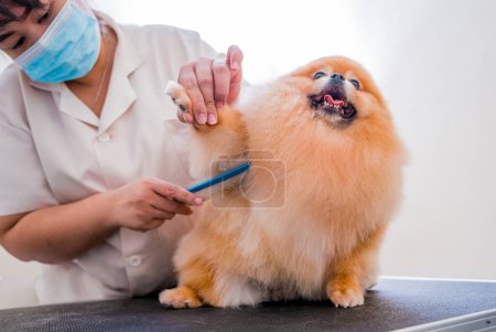 Téléchargez les photos : Groomer avec masques protecteurs coupe chien poméranien au salon de toilettage - en image libre de droit