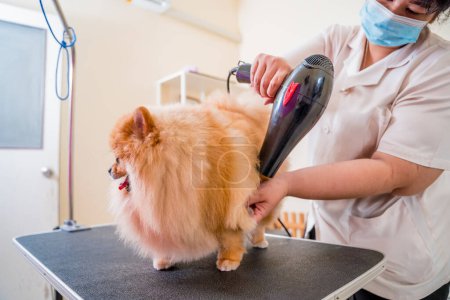 Photo for Groomer blow dry a Pomeranian dog after washing in at grooming salon. - Royalty Free Image