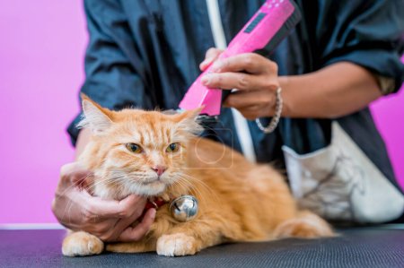 Foto de Peluquero cortando un hermoso gato rojo en el salón de aseo - Imagen libre de derechos