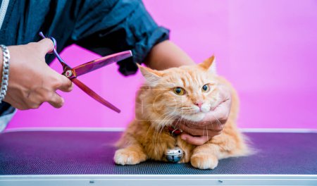 Photo for Groomer cutting a beautiful red cat at grooming salon - Royalty Free Image