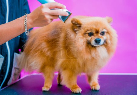 Photo for Groomer cutting Pomeranian dog at grooming salon - Royalty Free Image