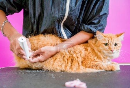 Téléchargez les photos : Groomer griffes de polissage un beau chat rouge au salon de toilettage. - en image libre de droit
