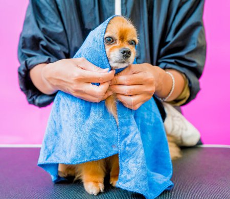 Téléchargez les photos : Groomer essuie un chien poméranien après le lavage au salon de toilettage. - en image libre de droit