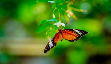 Photo for Image of a butterfly on the flower with blurry background - Royalty Free Image