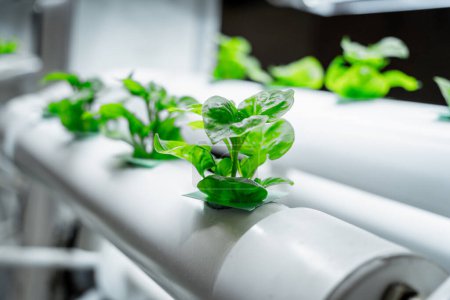 Photo for Racks with young microgreens in pots under led lamps in hydroponics vertical farms - Royalty Free Image