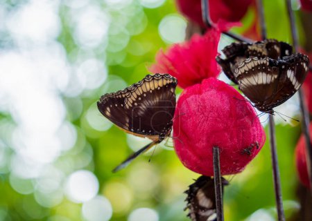 Téléchargez les photos : Image d'un papillon sur la fleur avec un fond flou - en image libre de droit