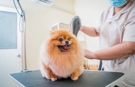 Téléchargez les photos : Groomer souffler sécher un chien poméranien après le lavage dans le salon de toilettage. - en image libre de droit