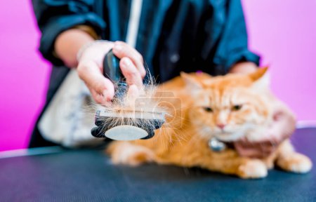 Foto de Peluquero cortando un hermoso gato rojo en el salón de aseo - Imagen libre de derechos
