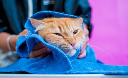 Foto de El peluquero limpia a un hermoso gato rojo después de lavarse en el salón de aseo. - Imagen libre de derechos