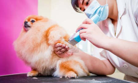 Photo for Groomer with protective face masks cutting Pomeranian dog at grooming salon - Royalty Free Image