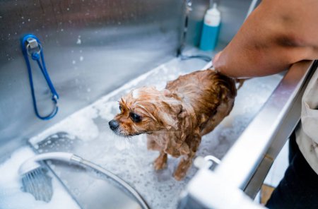 Photo for Groomer washing a Pomeranian dog at the bath of grooming salon. - Royalty Free Image