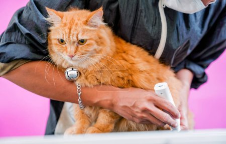 Téléchargez les photos : Groomer griffes de polissage un beau chat rouge au salon de toilettage. - en image libre de droit