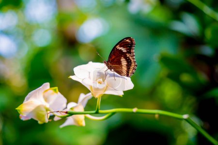 Téléchargez les photos : Image d'un papillon sur la fleur avec un fond flou - en image libre de droit