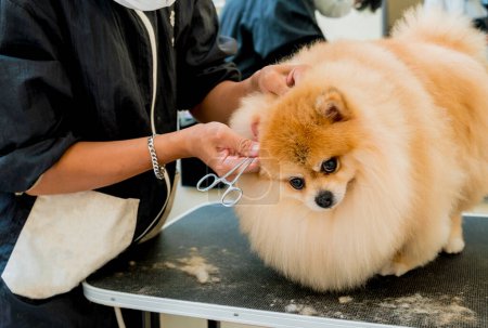 Téléchargez les photos : Groomer avec masque protecteur nettoie les oreilles de chien poméranien au salon de toilettage - en image libre de droit