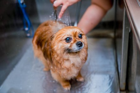 Photo for Groomer washing a Pomeranian dog at the bath of grooming salon. - Royalty Free Image