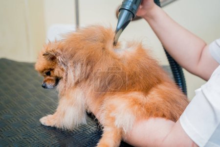 Foto de Groomer golpe seco un perro Pomeranian después de lavar en el salón de aseo. - Imagen libre de derechos