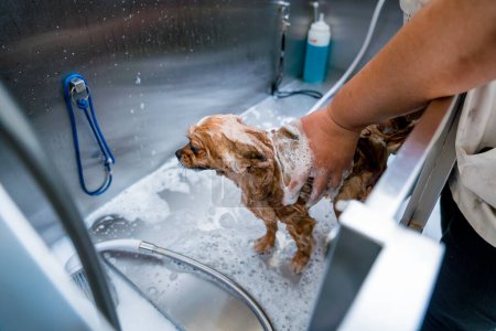 Téléchargez les photos : Groomer laver un chien poméranien au bain du salon de toilettage. - en image libre de droit