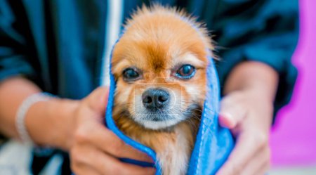 Téléchargez les photos : Groomer essuie un chien poméranien après le lavage au salon de toilettage. - en image libre de droit