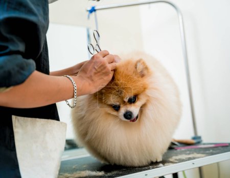 Téléchargez les photos : Groomer nettoie s Poméranie oreilles de chien au salon de toilettage - en image libre de droit