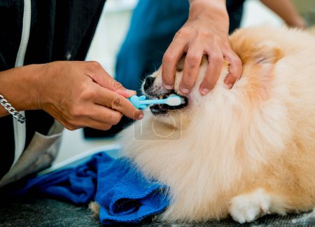Photo for Groomer cleans s Pomeranian dog teeth at grooming salon - Royalty Free Image